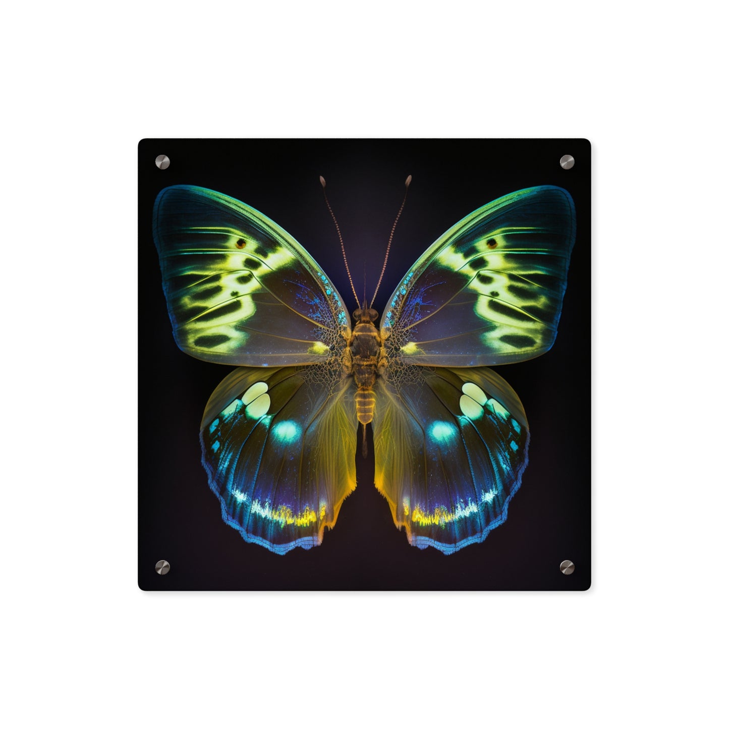 Acrylic Wall Art Panels Neon Hue Butterfly 1