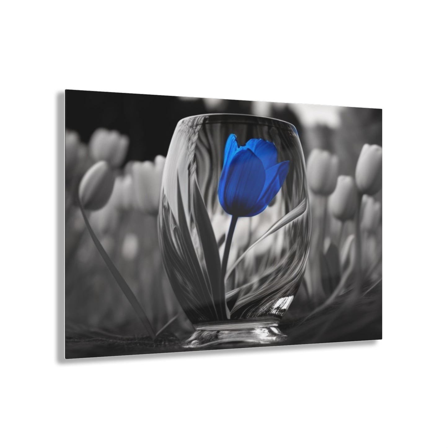 Acrylic Prints Tulip 4