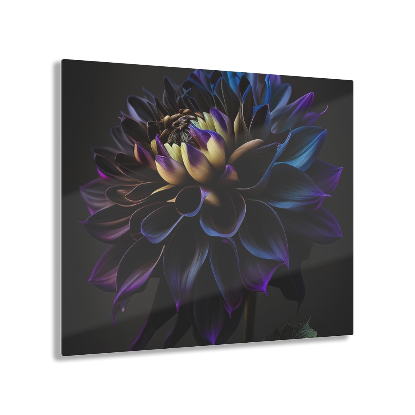 Acrylic Prints Dahlia Purple 1