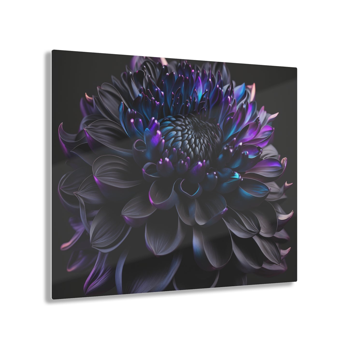 Acrylic Prints Dahlia Purple 2