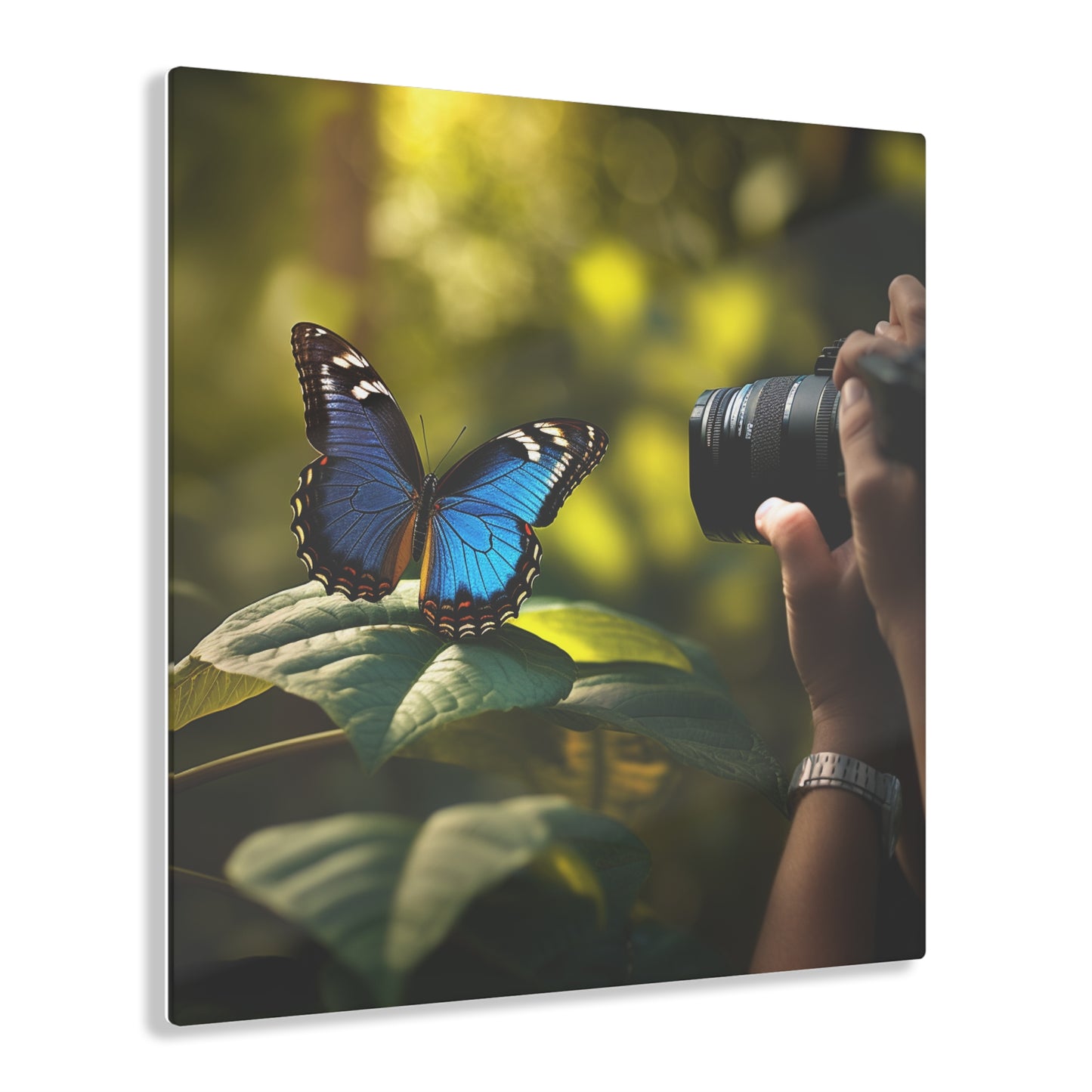 Acrylic Prints Jungle Butterfly 3