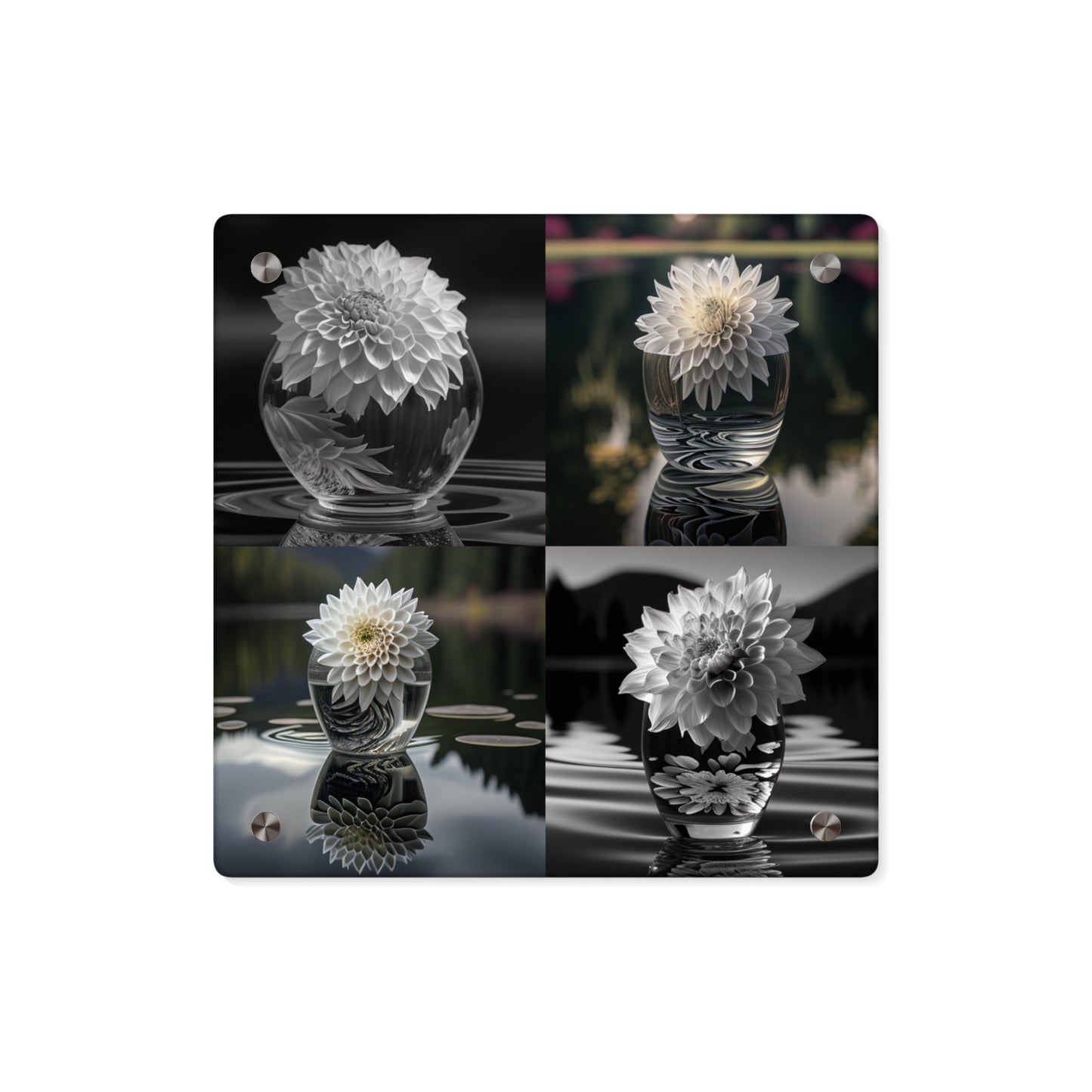 Acrylic Wall Art Panels White Dahlia 5