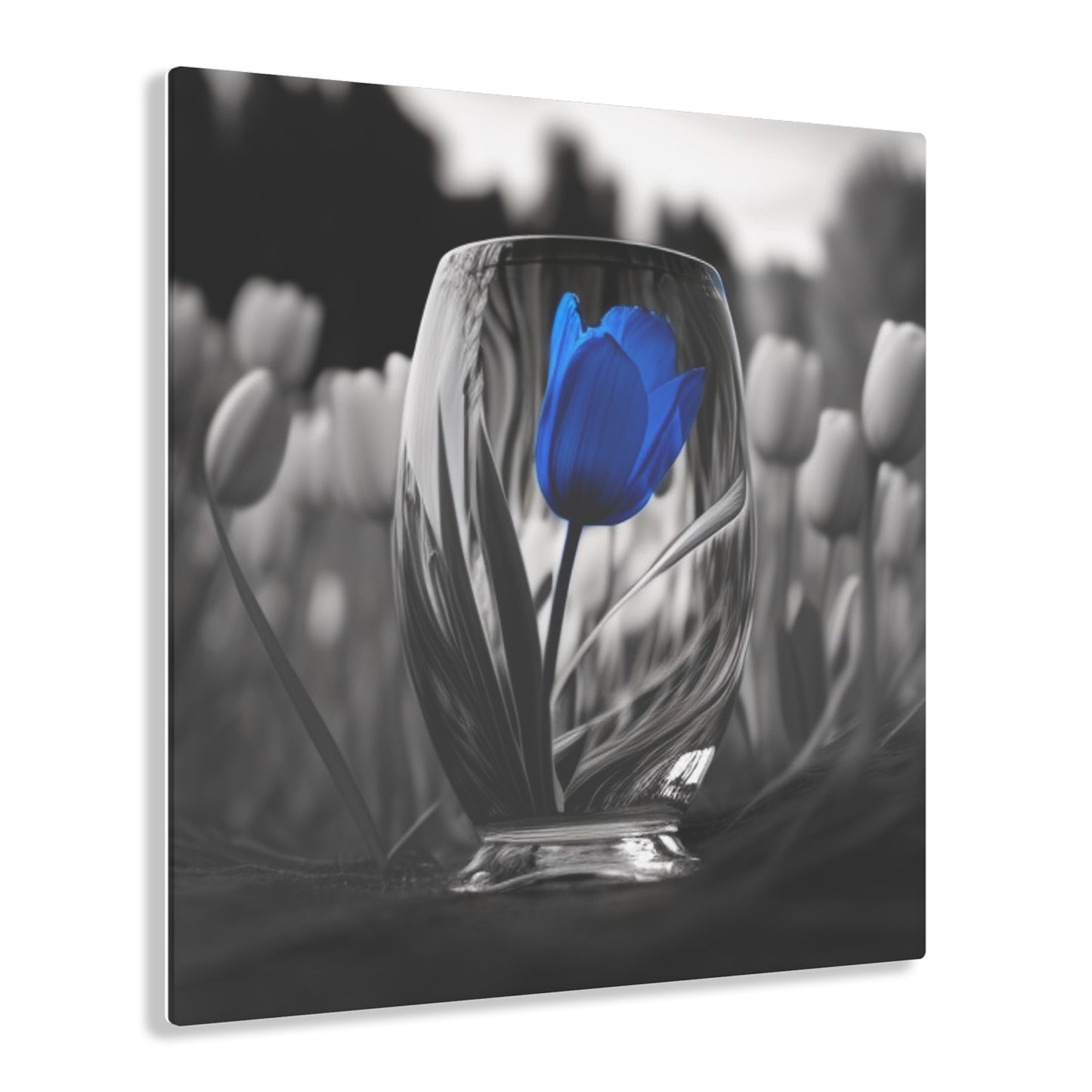 Acrylic Prints Tulip 4