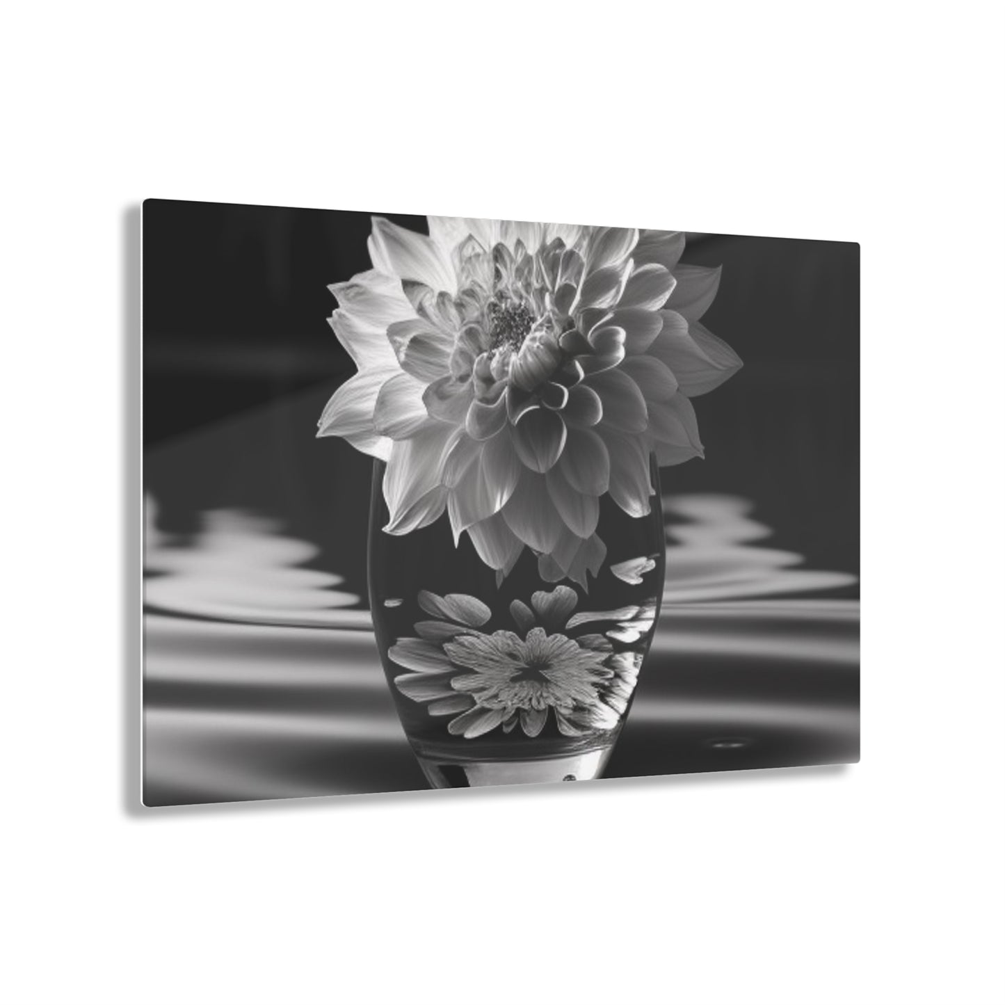 Acrylic Prints White Dahlia 4