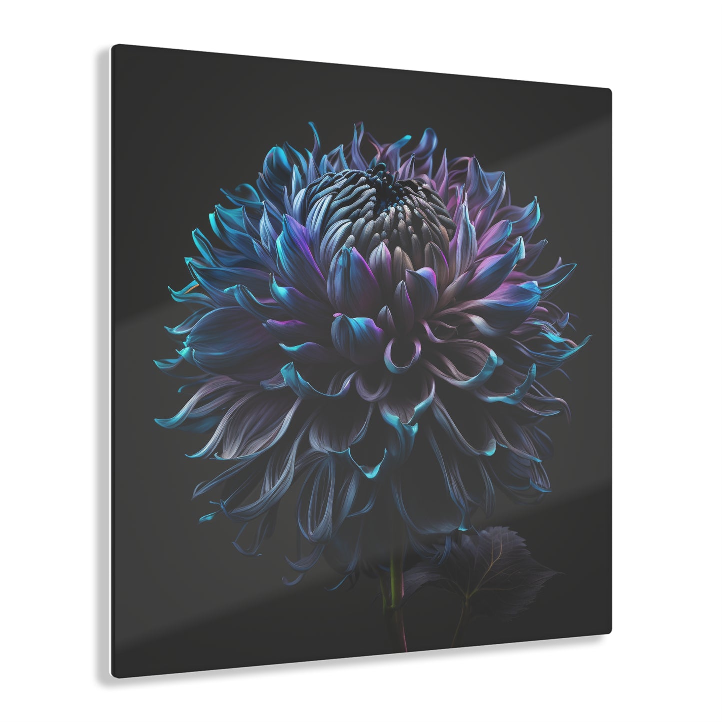 Acrylic Prints Dahlia Purple 3