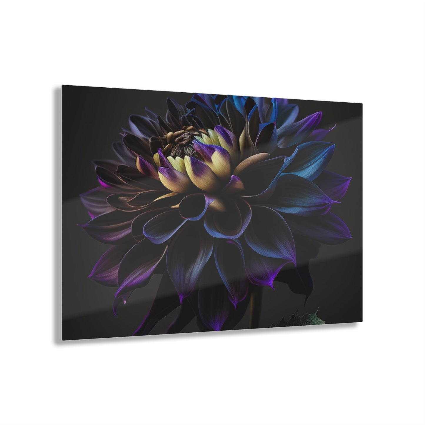 Acrylic Prints Dahlia Purple 1