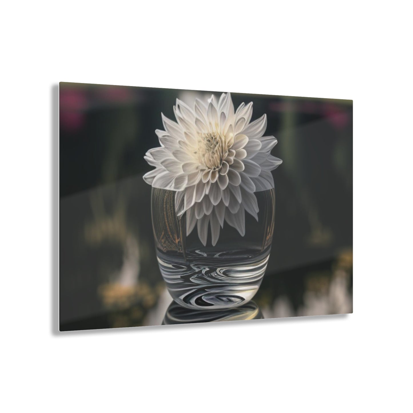 Acrylic Prints White Dahlia 2