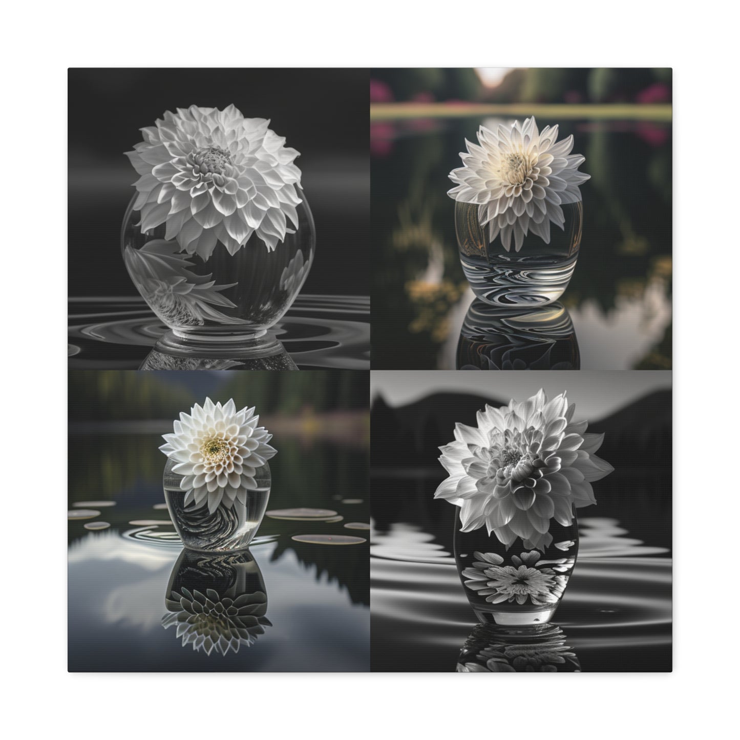 Canvas Gallery Wraps White Dahlia 5