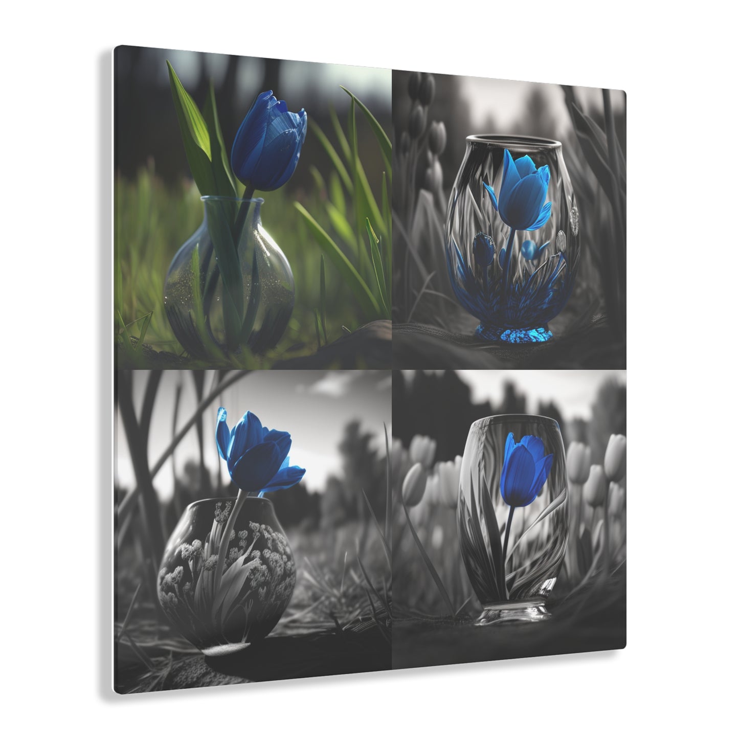 Acrylic Prints Tulip 5