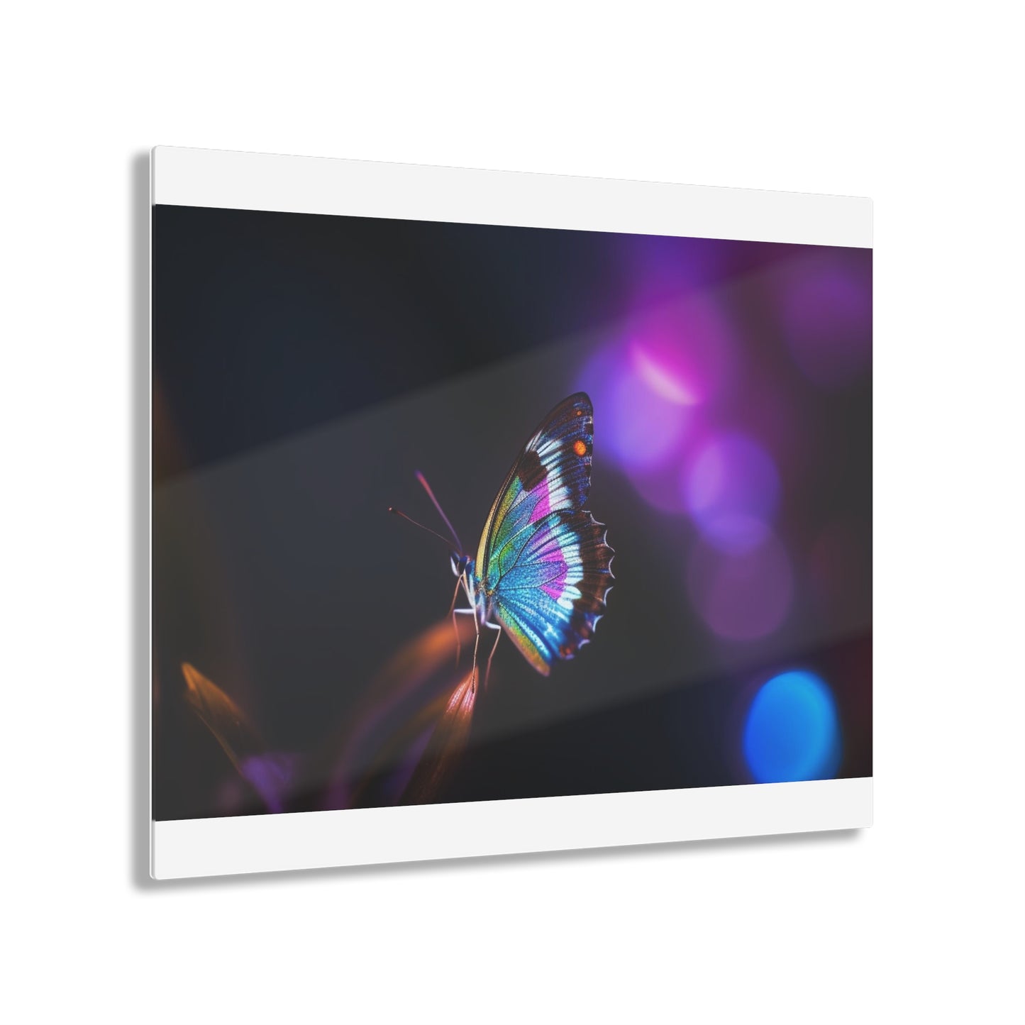 Acrylic Prints Photo Realistic Butterfly 1