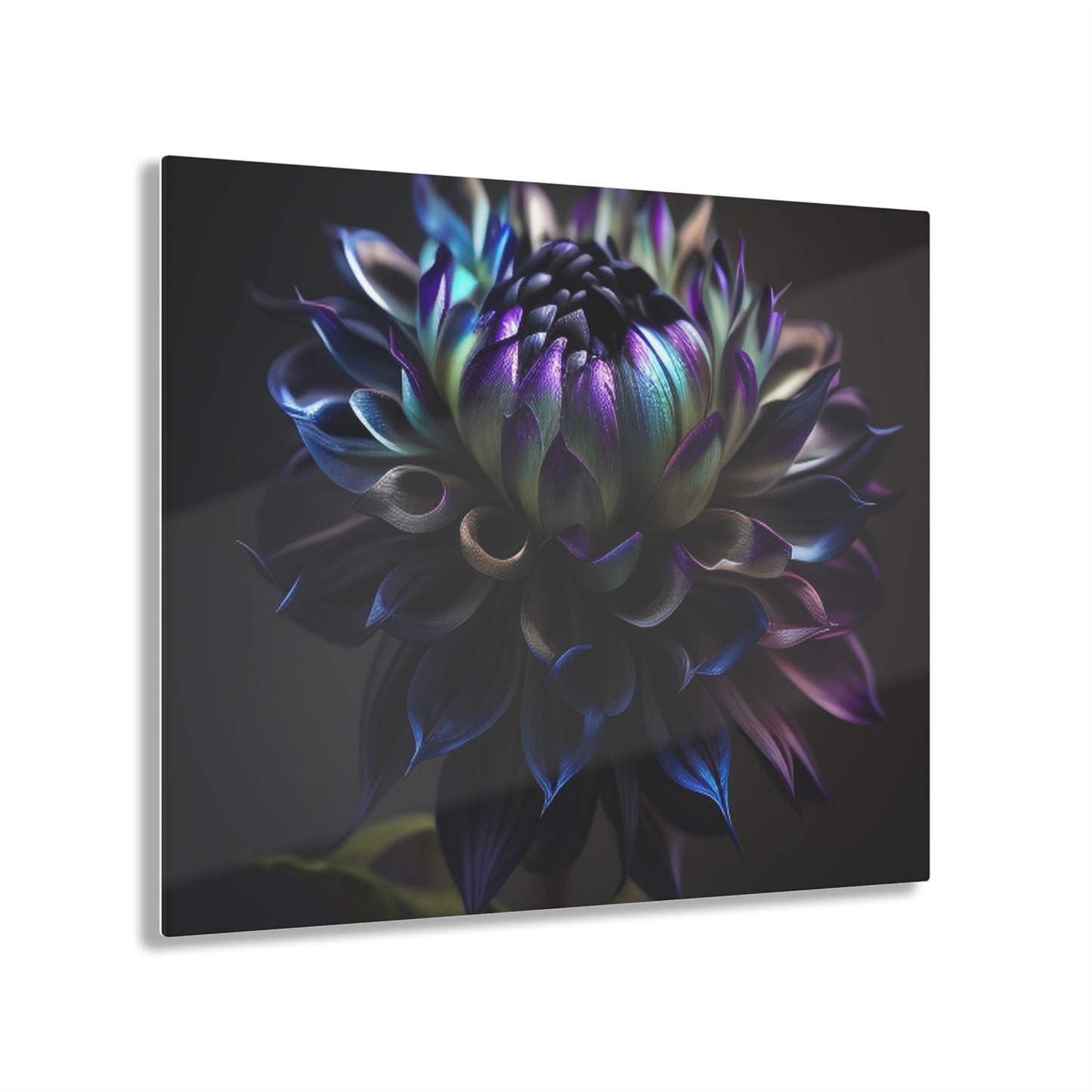 Acrylic Prints Dahlia Purple 4