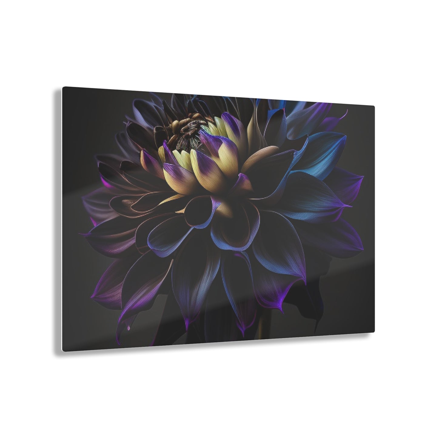 Acrylic Prints Dahlia Purple 1