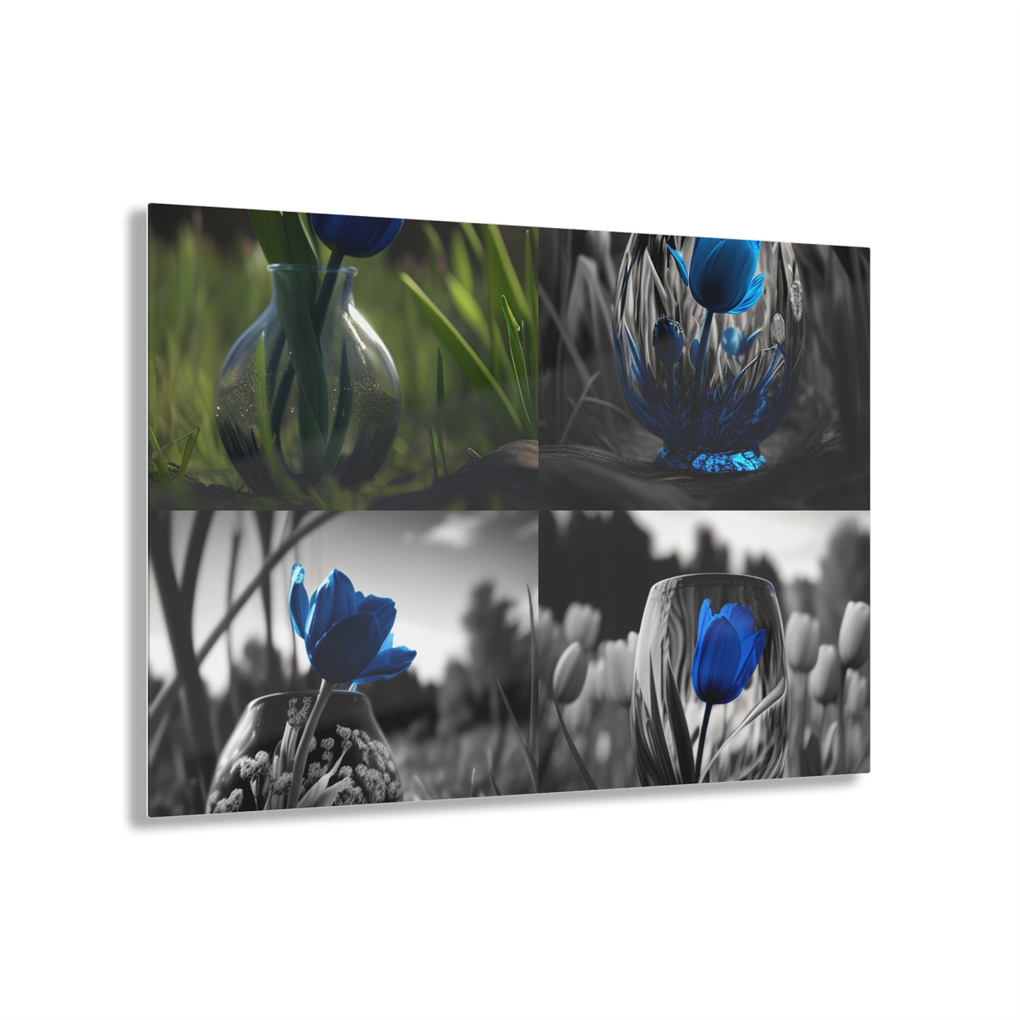 Acrylic Prints Tulip 5