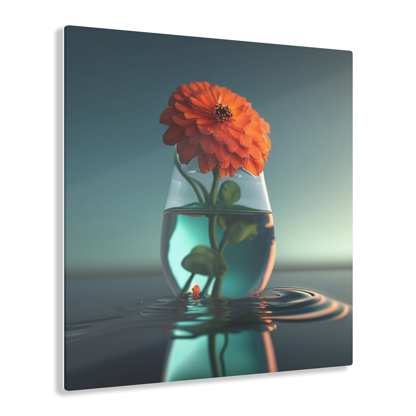 Acrylic Prints Orange Zinnia 1