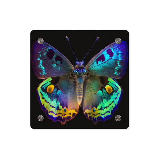 Acrylic Wall Art Panels Neon Hue Butterfly 4