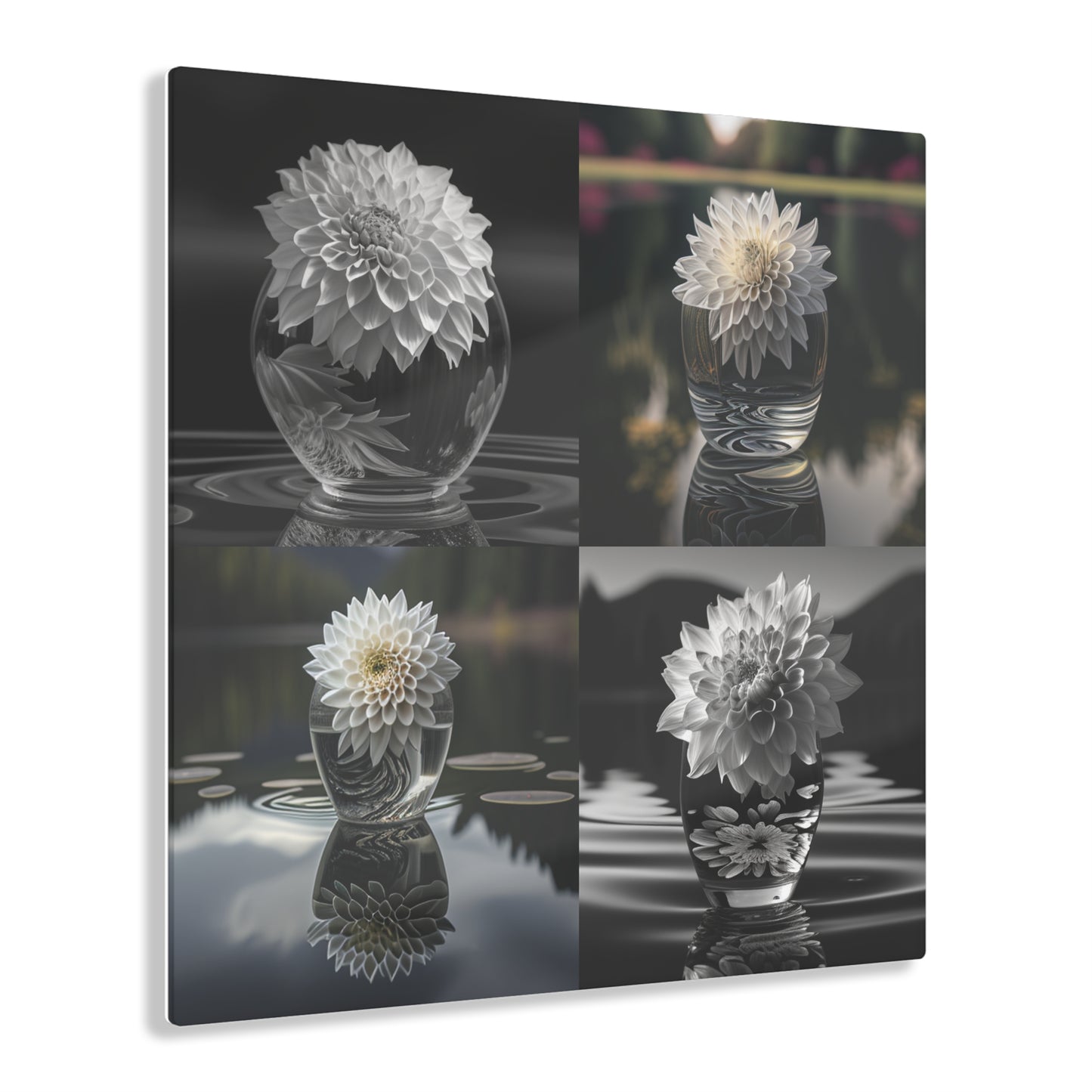 Acrylic Prints White Dahlia 5