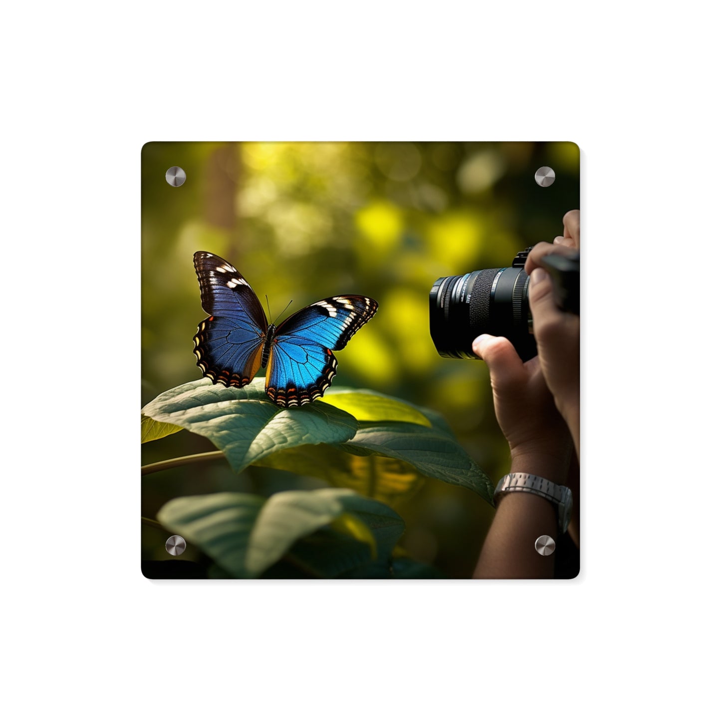 Acrylic Wall Art Panels Jungle Butterfly 3