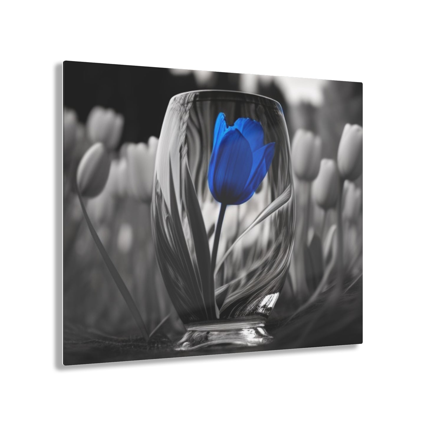 Acrylic Prints Tulip 4