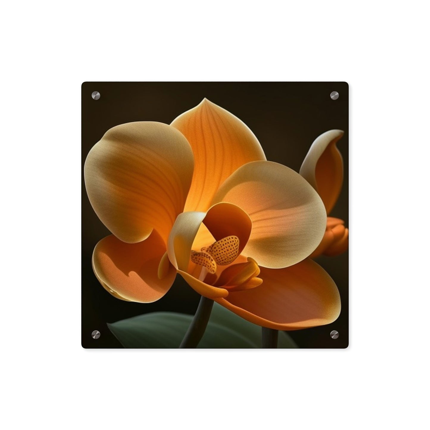 Acrylic Wall Art Panels Orange Orchid 4