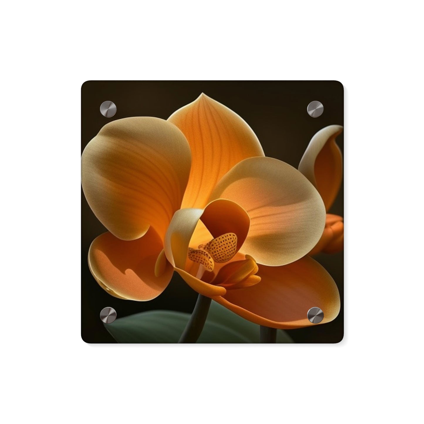 Acrylic Wall Art Panels Orange Orchid 4