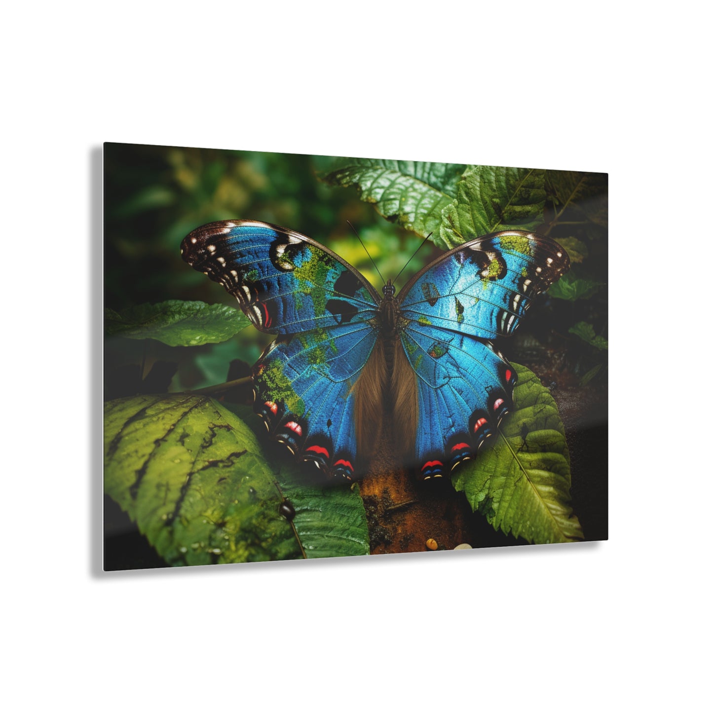 Acrylic Prints Jungle Butterfly 2