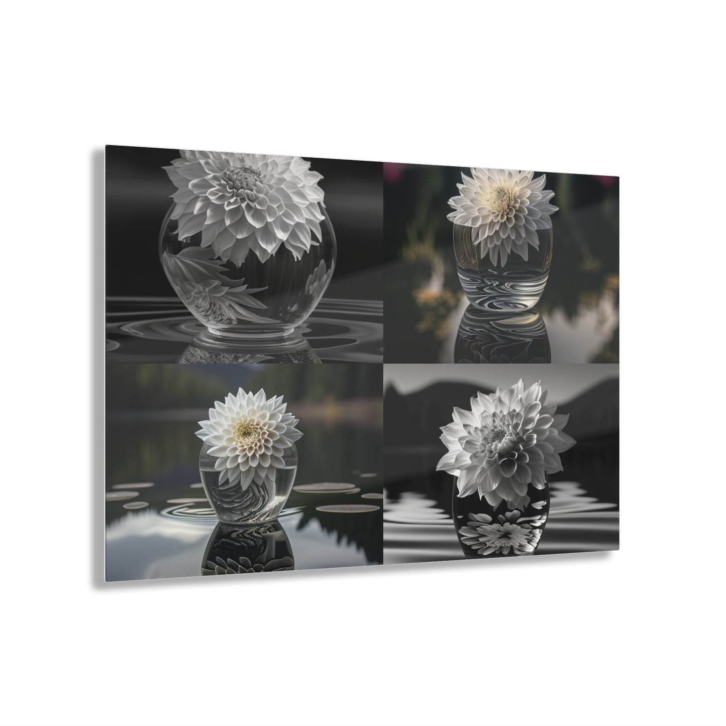 Acrylic Prints White Dahlia 5