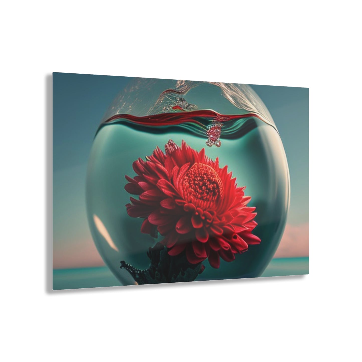 Acrylic Prints Chrysanthemum 4