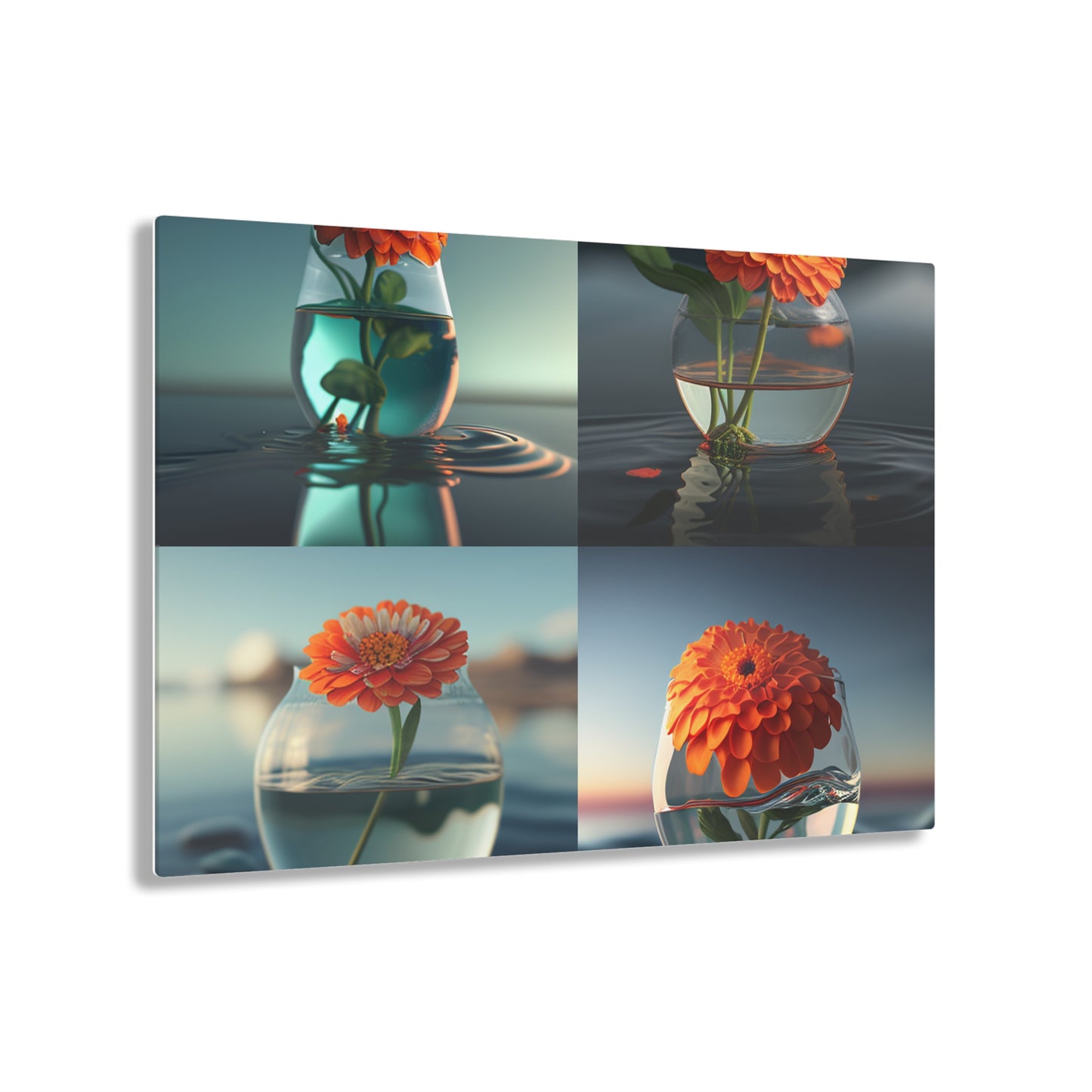 Acrylic Prints Orange Zinnia 5