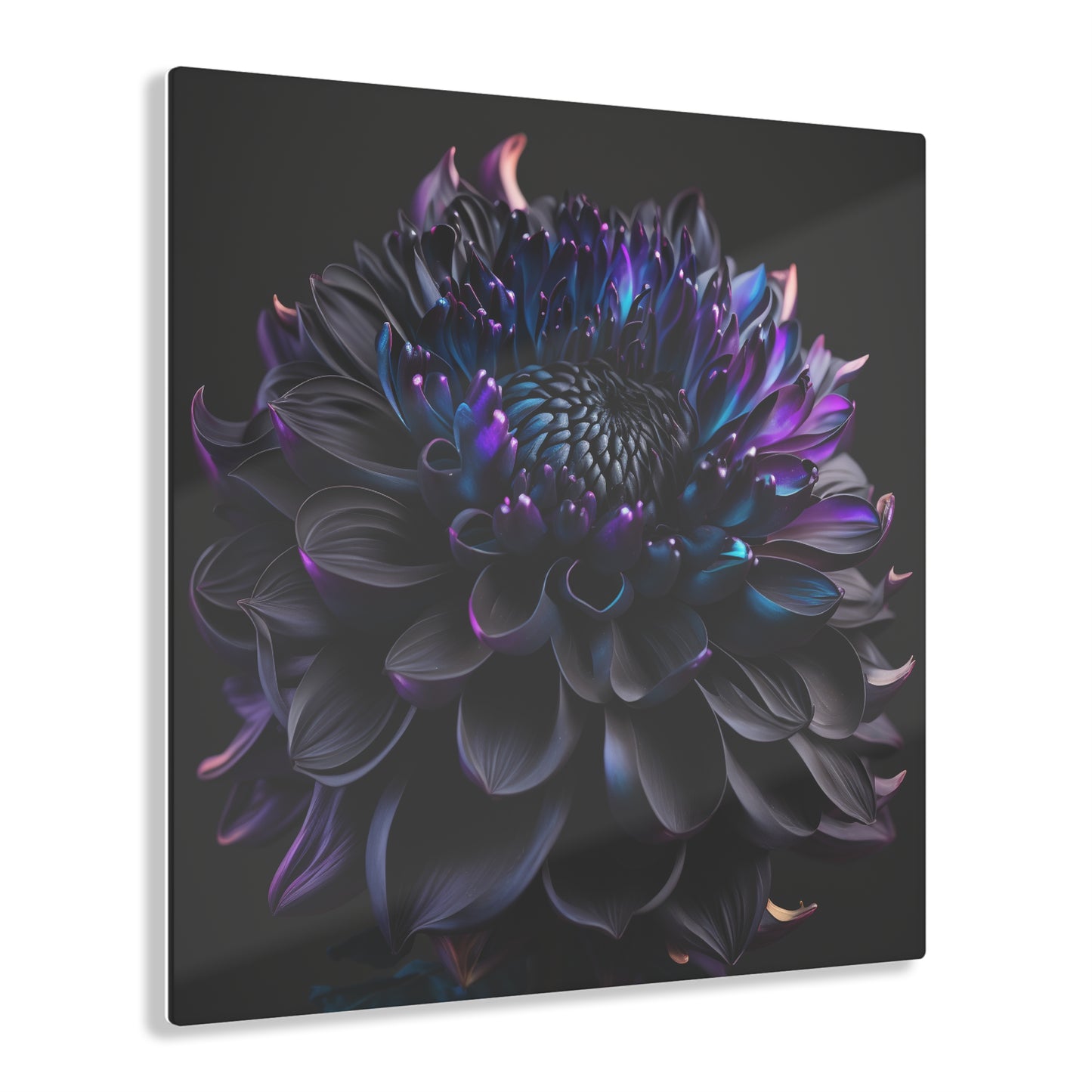 Acrylic Prints Dahlia Purple 2