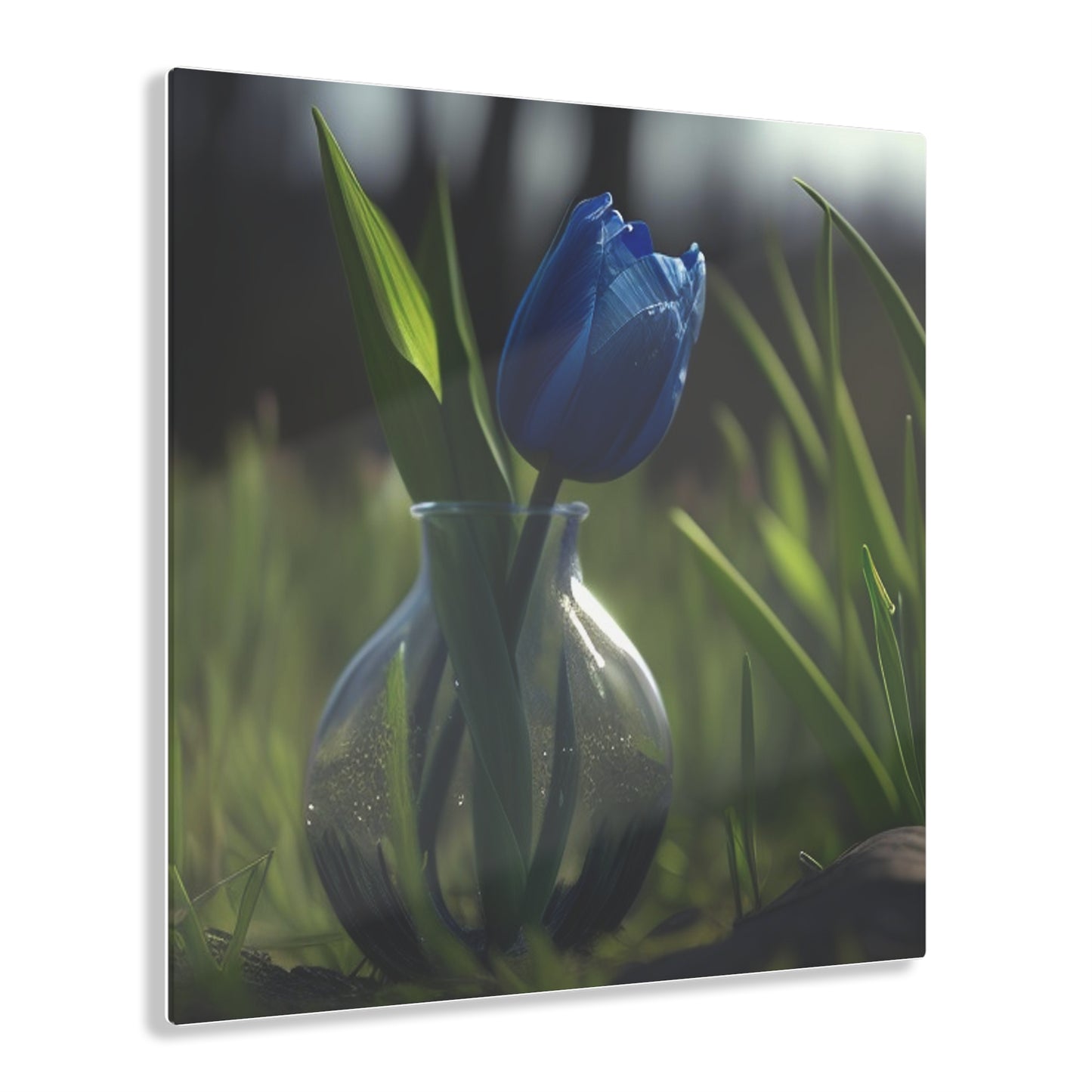 Acrylic Prints Tulip 1