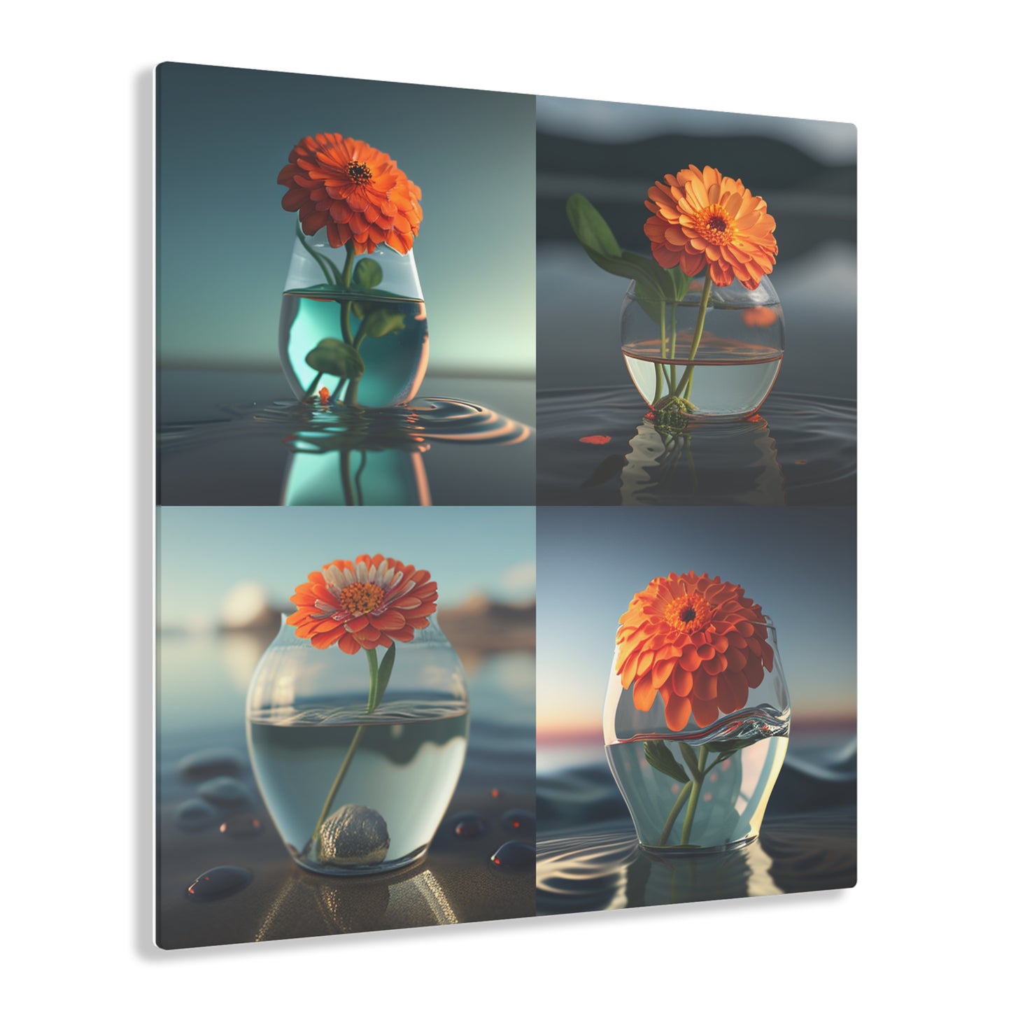 Acrylic Prints Orange Zinnia 5