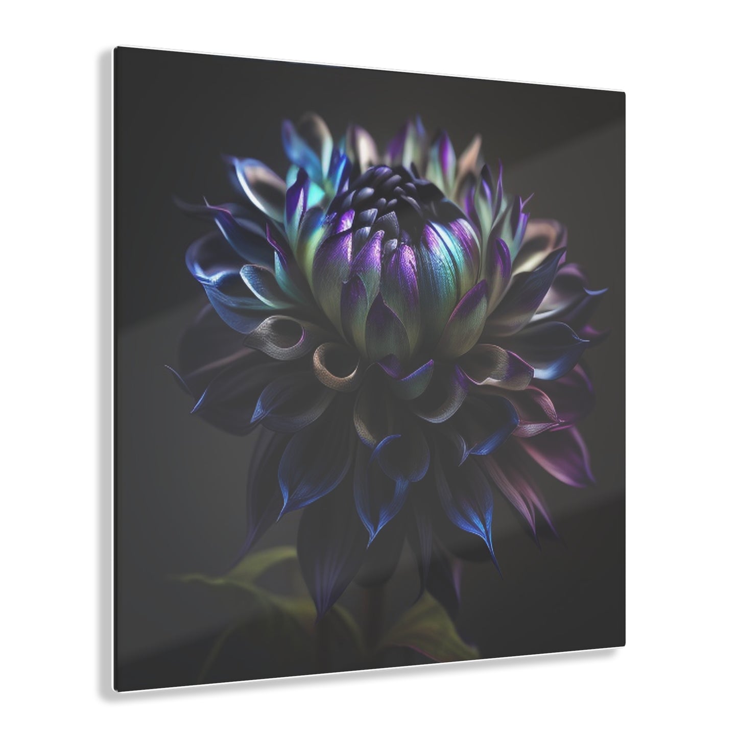 Acrylic Prints Dahlia Purple 4