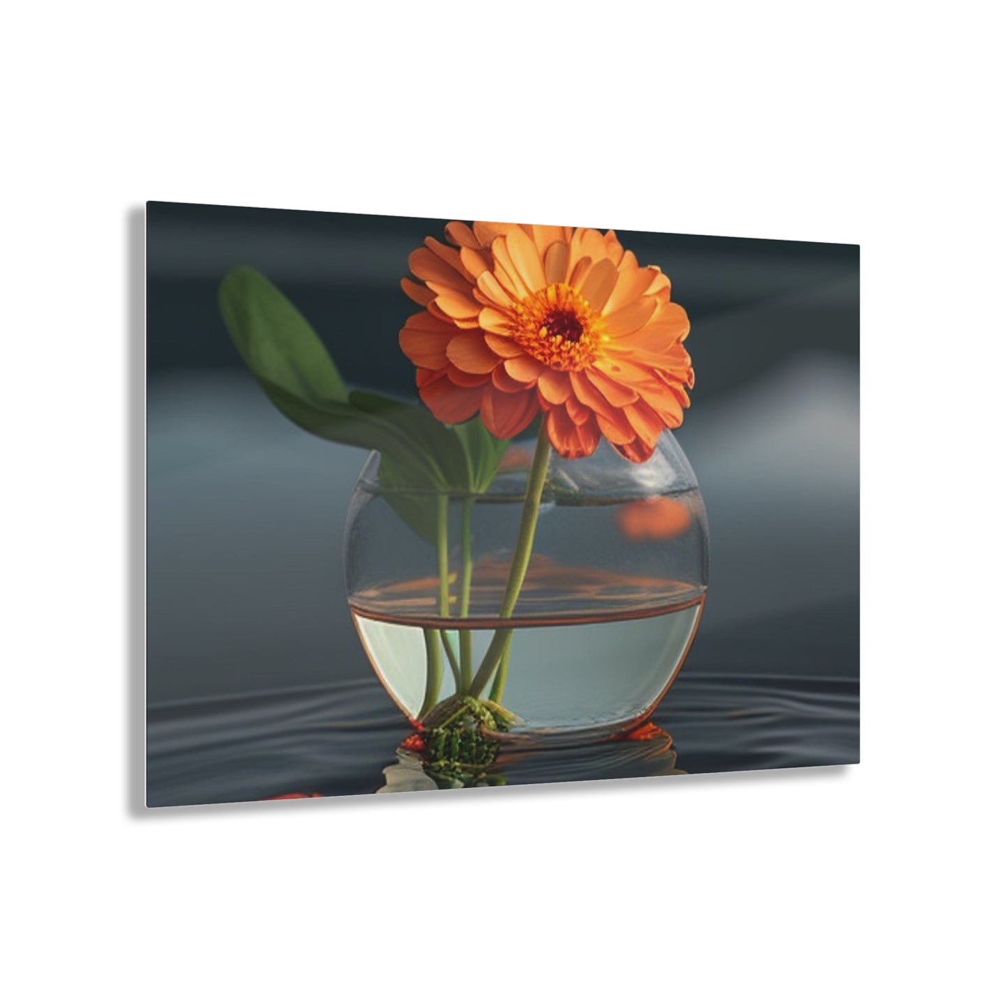 Acrylic Prints Orange Zinnia 2