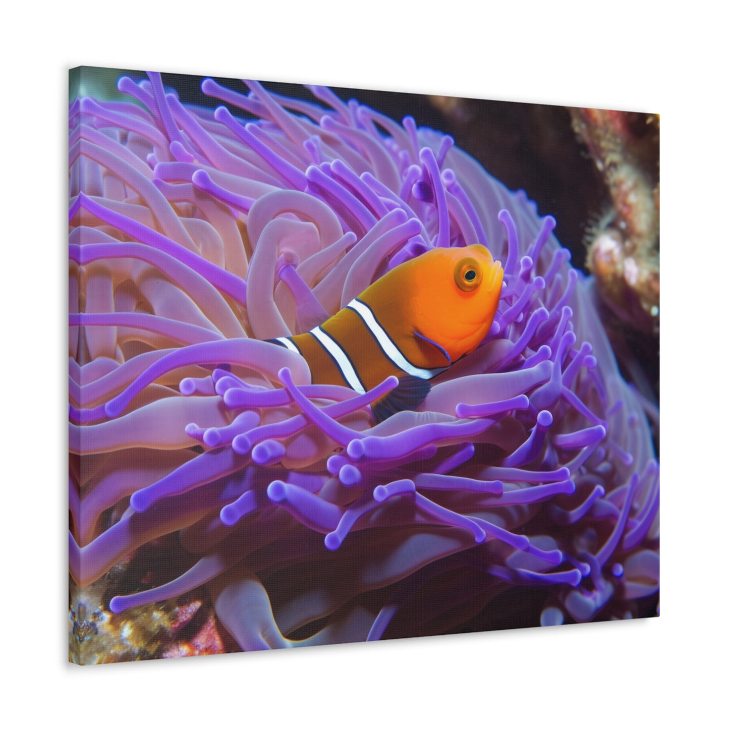 Canvas Gallery Wraps Anemone Clown 3