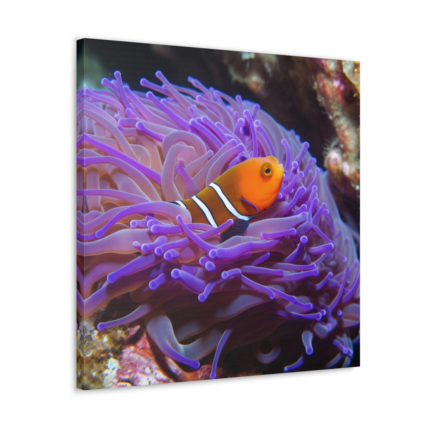 Canvas Gallery Wraps Anemone Clown 3