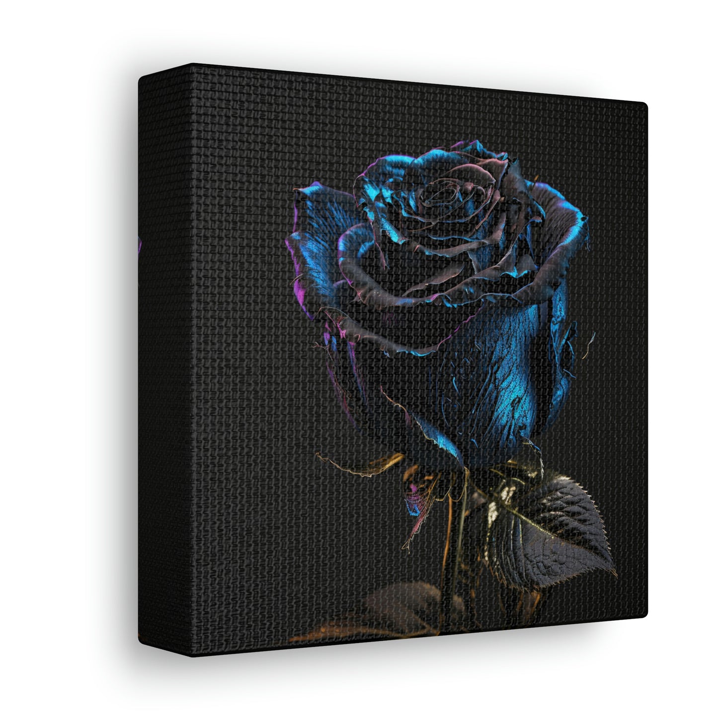 Black Blue Rose 1