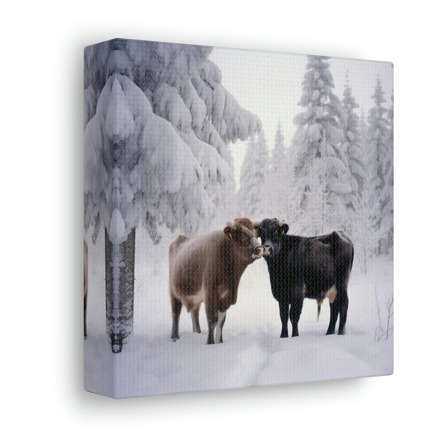 Canvas Gallery Wraps Long Haired Cow snow 3