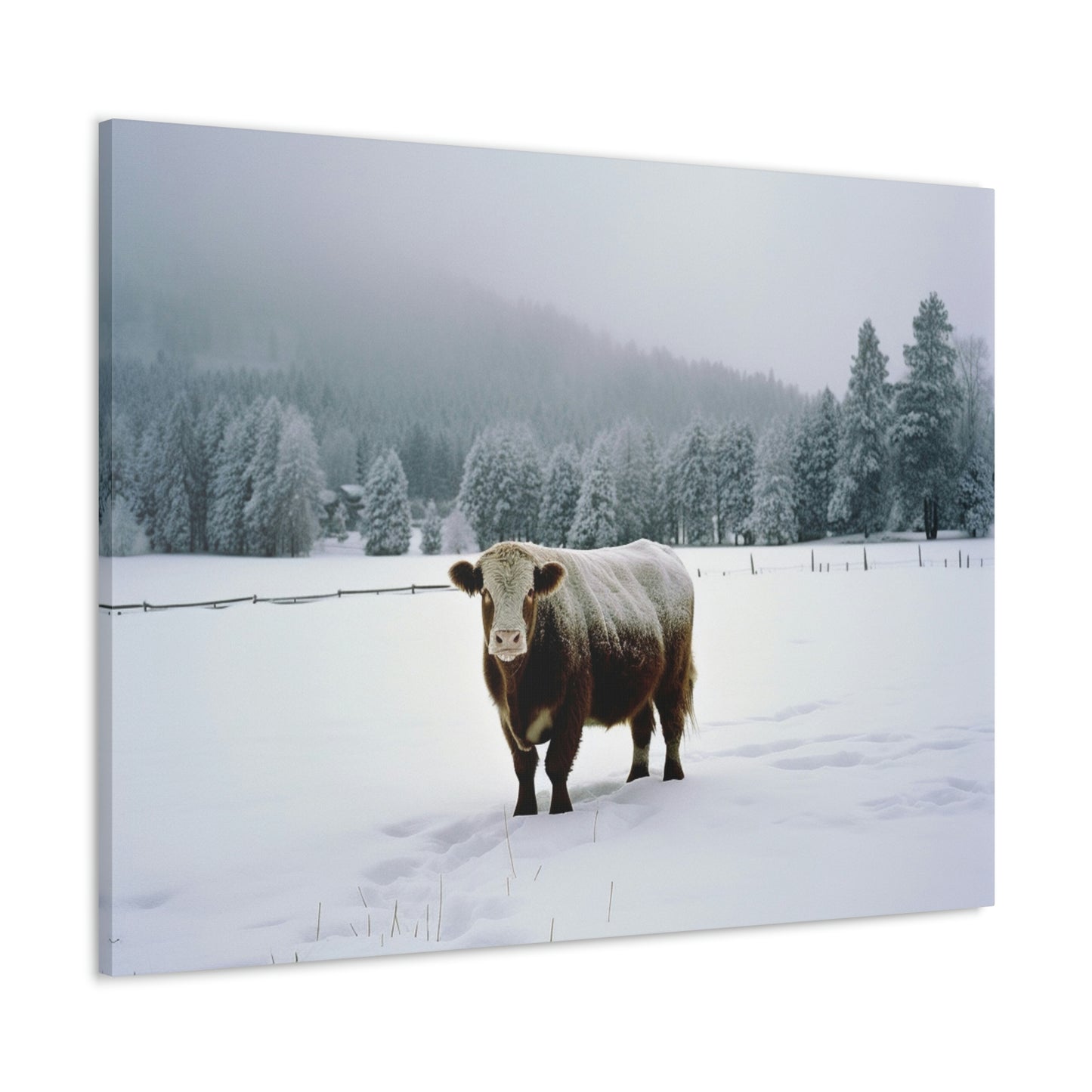 Canvas Gallery Wraps  Cow Snow 1