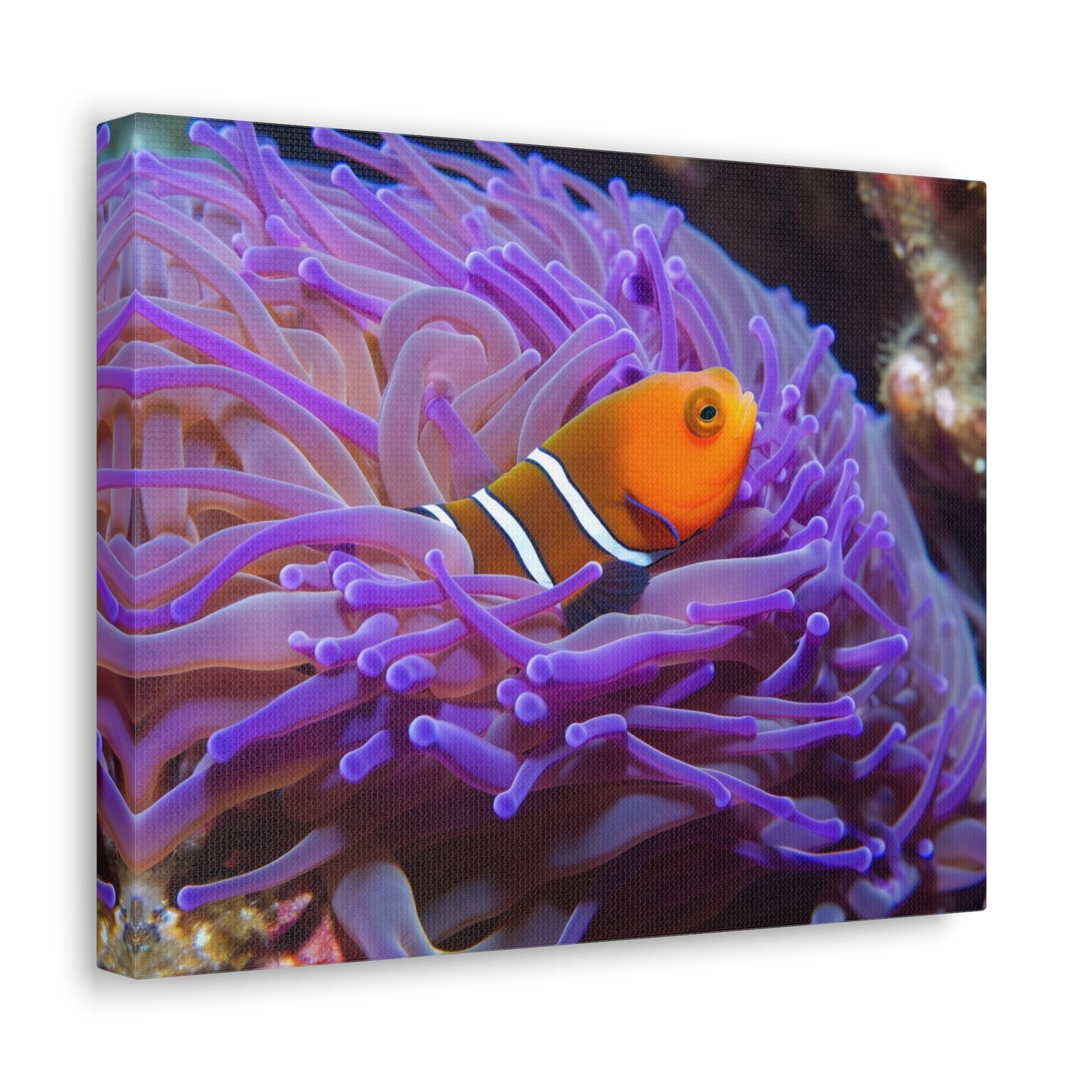 Canvas Gallery Wraps Anemone Clown 3