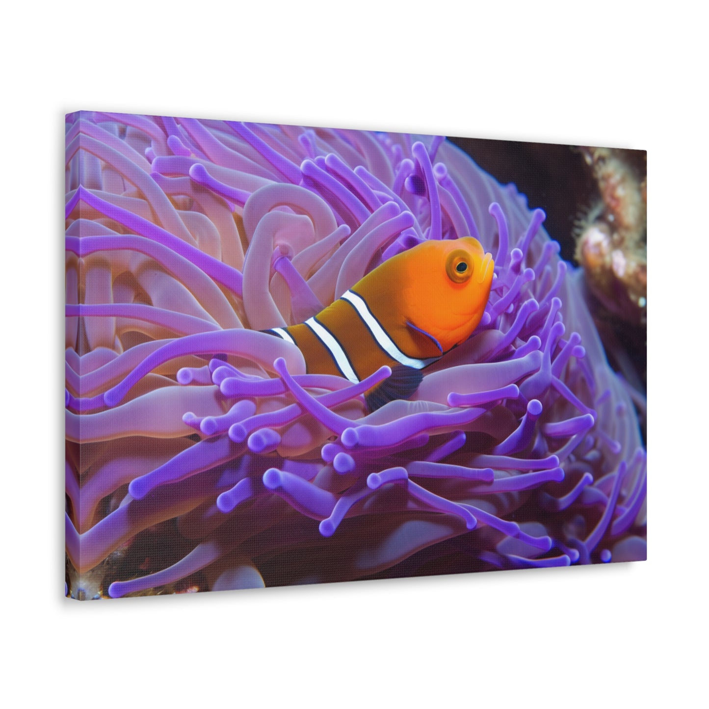 Canvas Gallery Wraps Anemone Clown 3