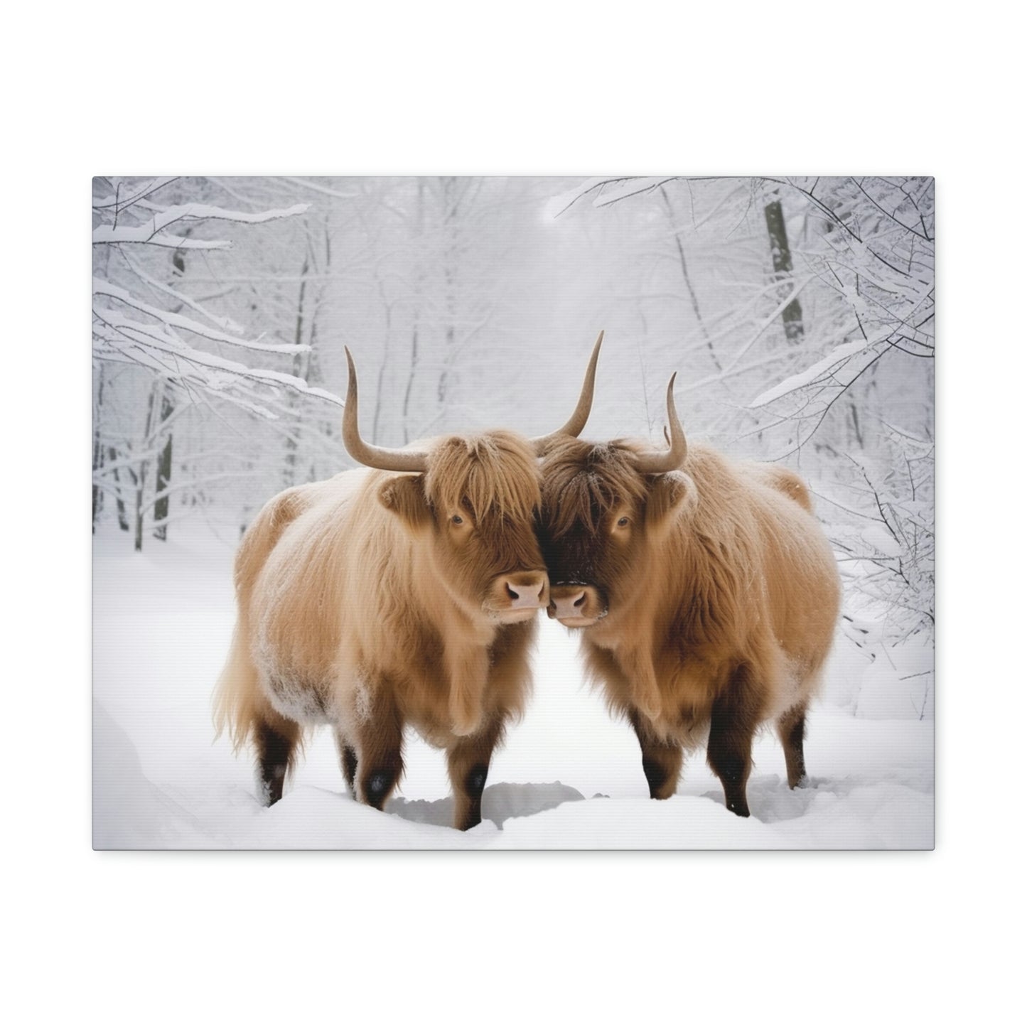 Canvas Gallery Wraps Long Haired Cow snow 1