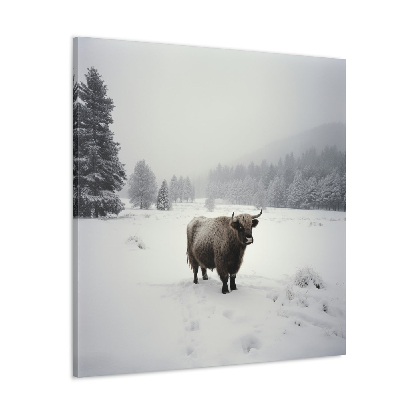 Canvas Gallery Wraps Cow Snow 4