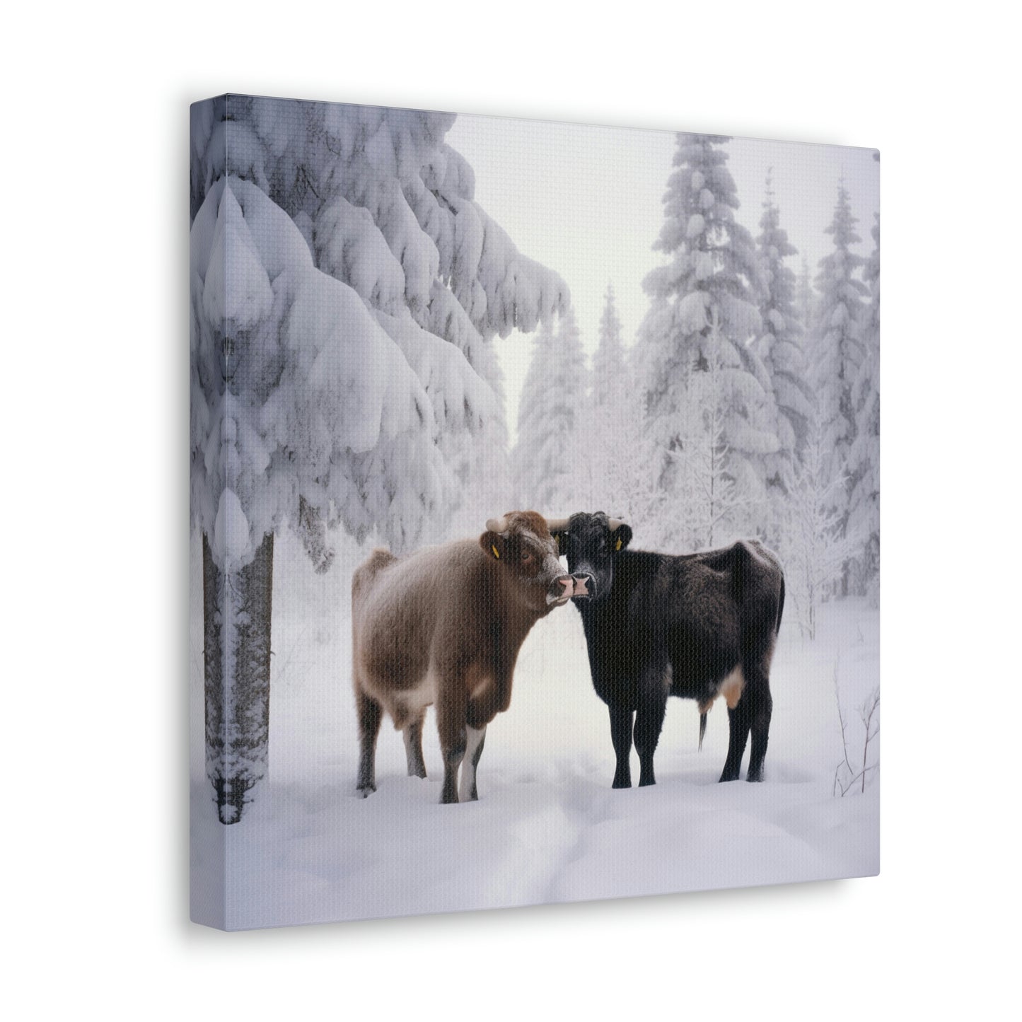 Canvas Gallery Wraps Long Haired Cow snow 3