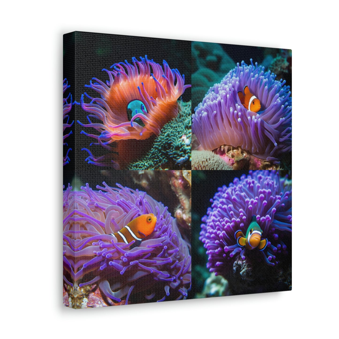 Canvas Gallery Wraps Anemone Clown 4 Pack