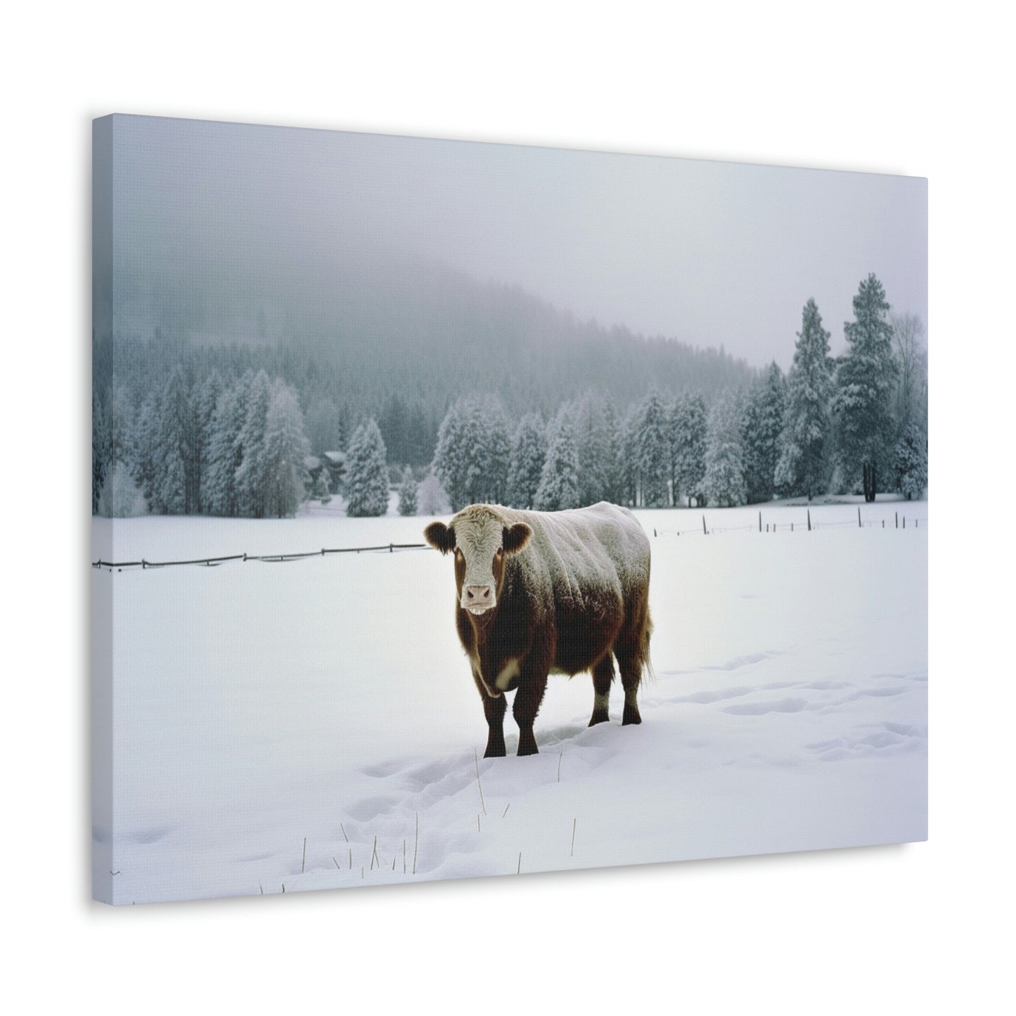 Canvas Gallery Wraps  Cow Snow 1