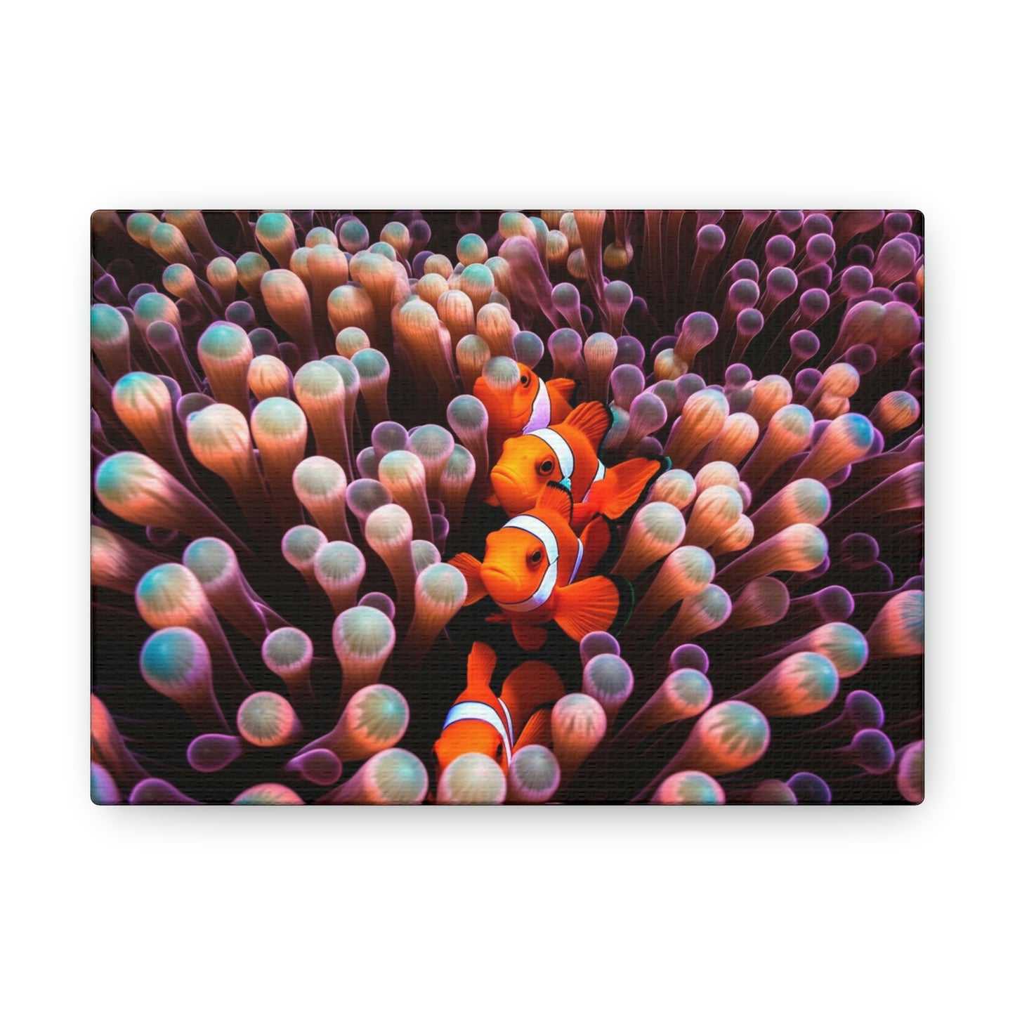 Canvas Gallery Wraps Clown Fish 3