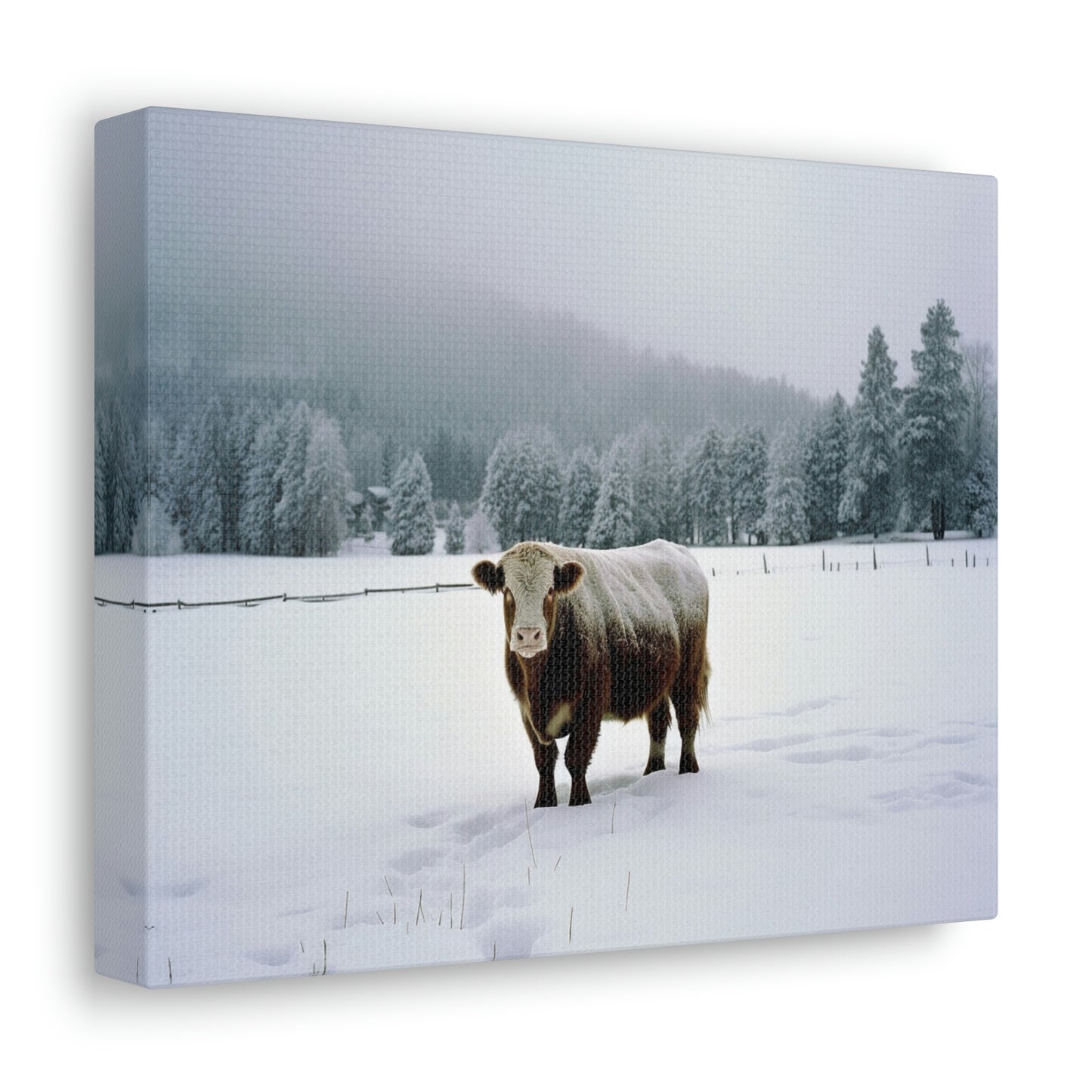 Canvas Gallery Wraps  Cow Snow 1