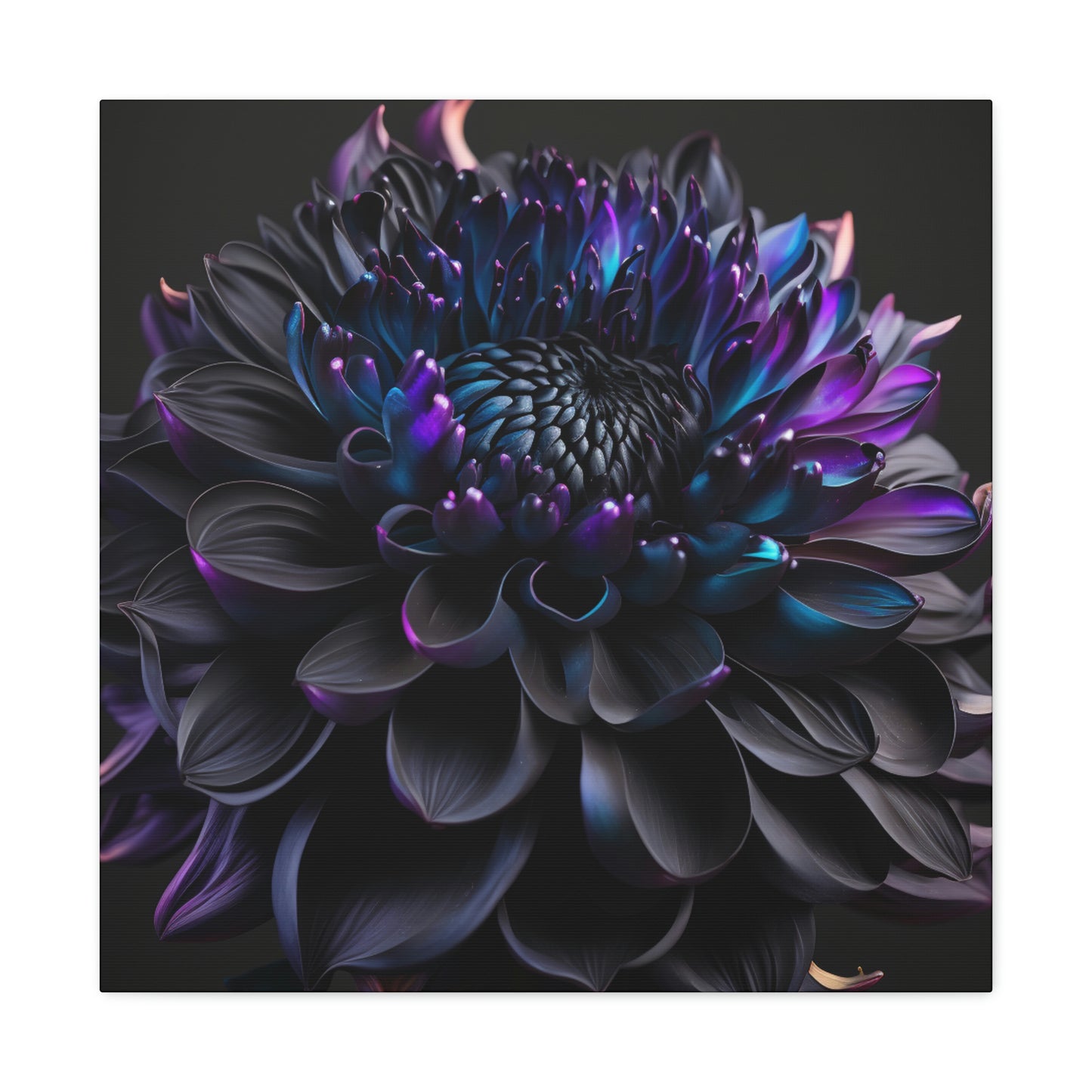 Dahlia dark 2