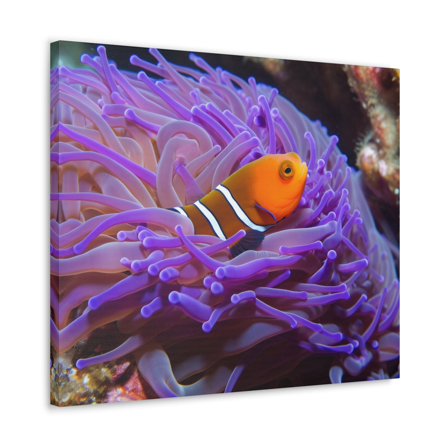 Canvas Gallery Wraps Anemone Clown 3