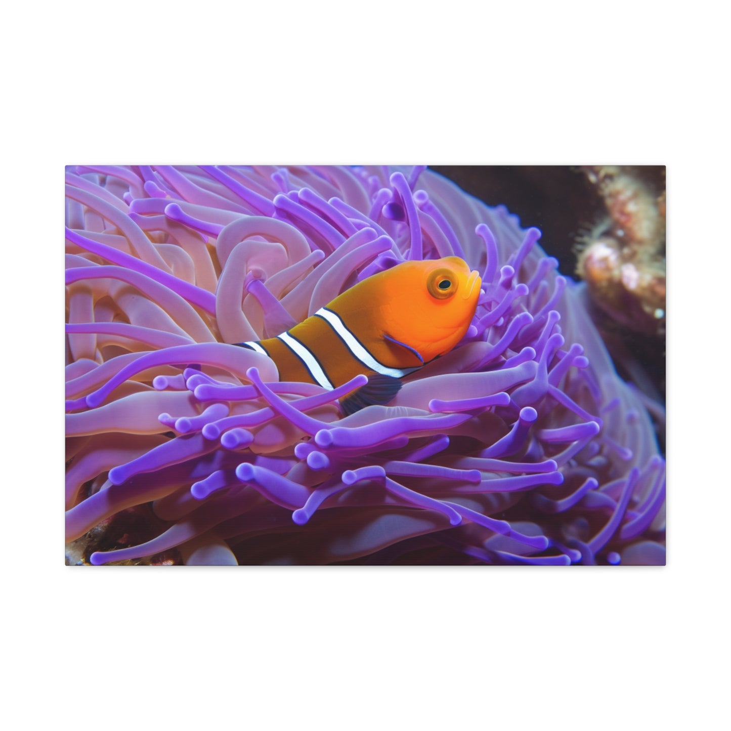 Canvas Gallery Wraps Anemone Clown 3